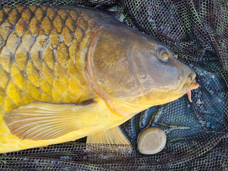 Loodvrij Werpgewicht + Swivel 100 gram + karper